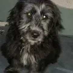 Sisco photo 2
