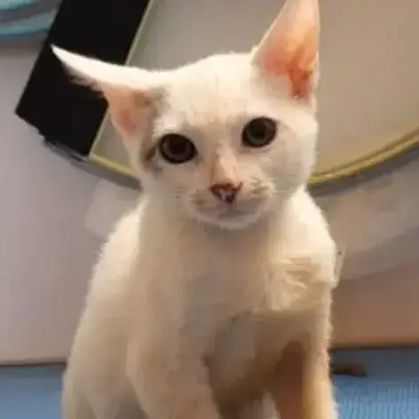 ✨️ Mousson ✨️ 🐱 photo 2