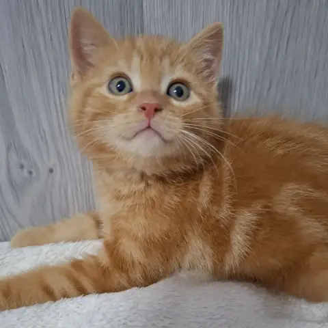 Bibichut