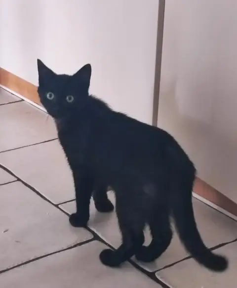 Valko