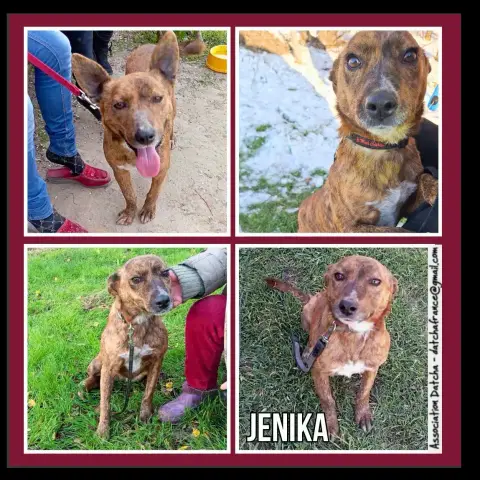 Jenika
