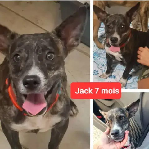 Jack photo 2