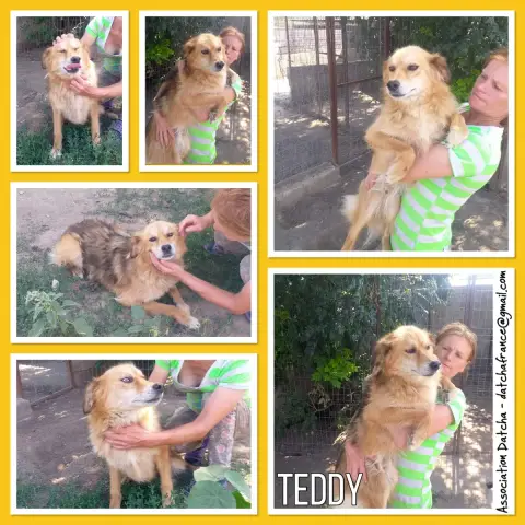 Teddy