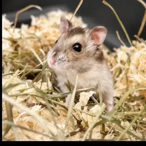 Hamster photo 3