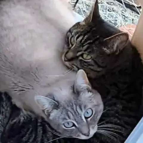 Gaya & Waka