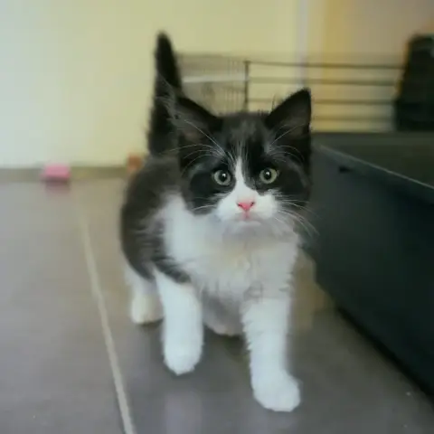 Berlioz