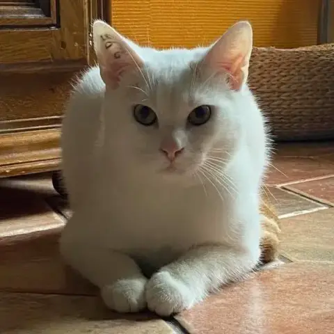Shy