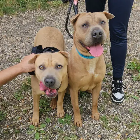 Ragnar Et Olya photo 2
