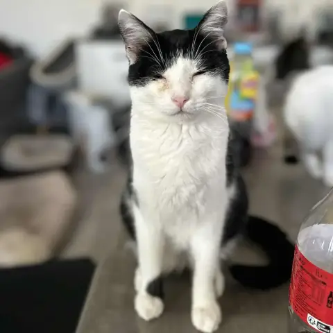 Lorenzo