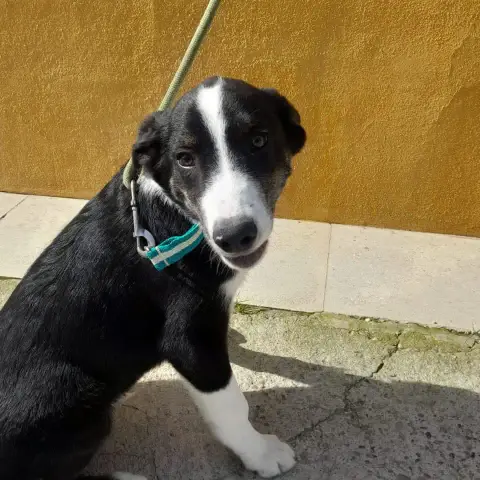 Max photo 3