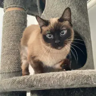 Reina