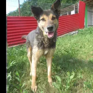 Bandit photo 3