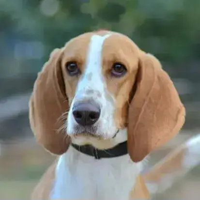 Penny