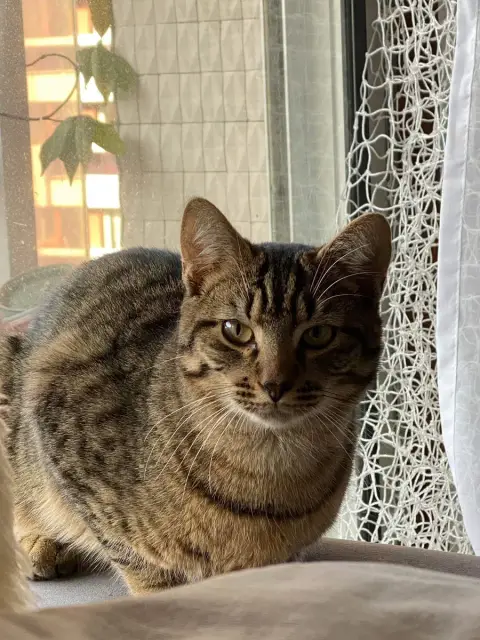 Rebel