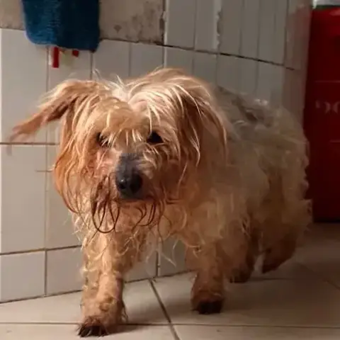 Gitanou