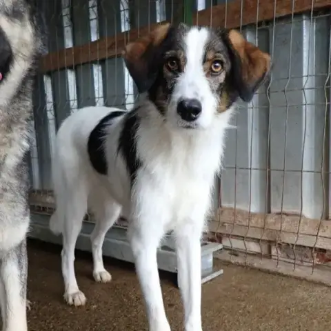 Tibiscuit