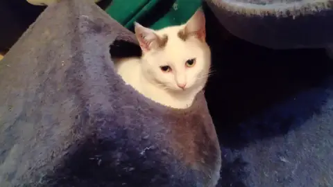Blanco