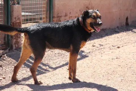 Azor photo 2