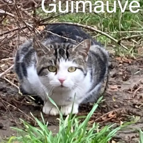 Guimauve