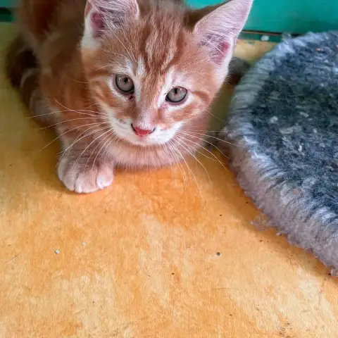 5 Chatons photo 2