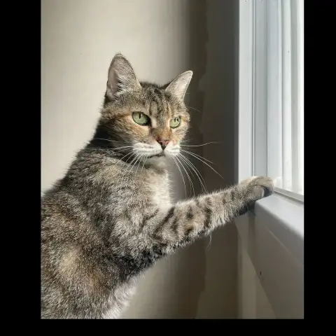 Petite Maman