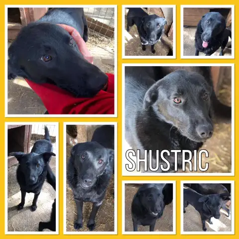 Shustric