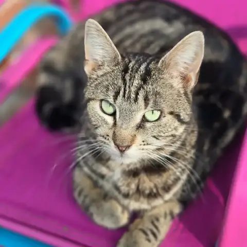 Miumiu