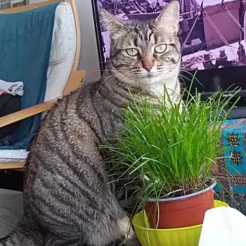 Iris