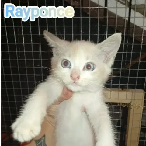 Raiponse Chatonne photo 2