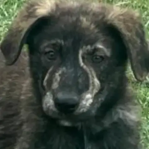 Zorro