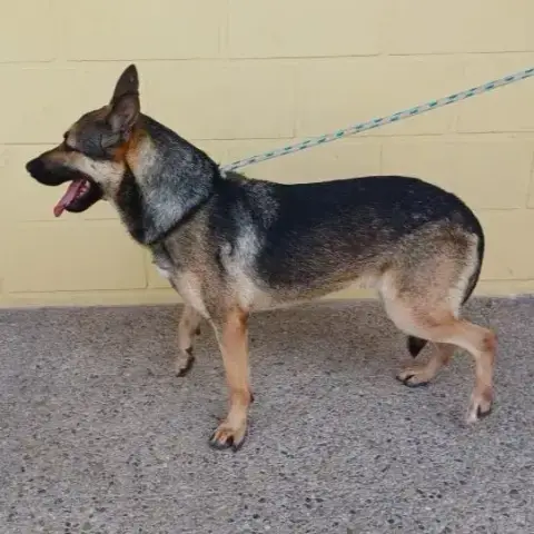 Coco
