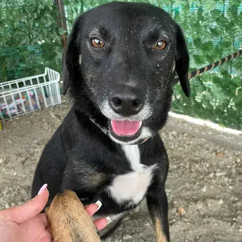 Mora