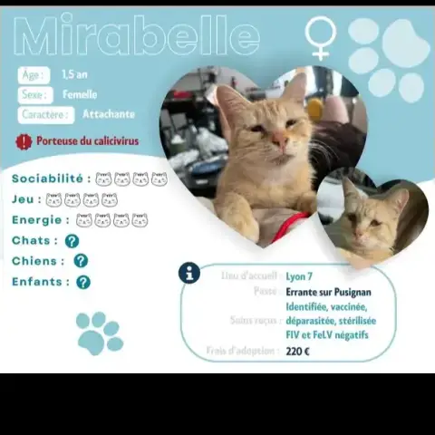 Mirabelle