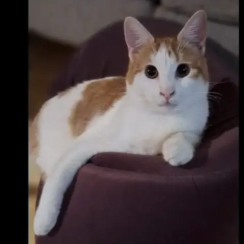 Aslan