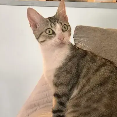 Tama