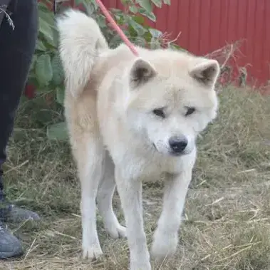 Kaiko photo 2