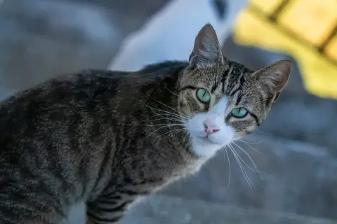 Omer photo 2