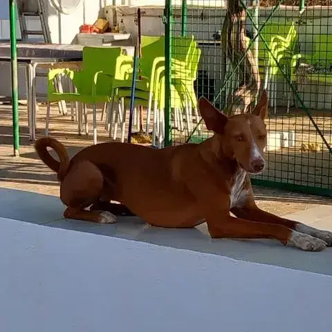 Ruby photo 3