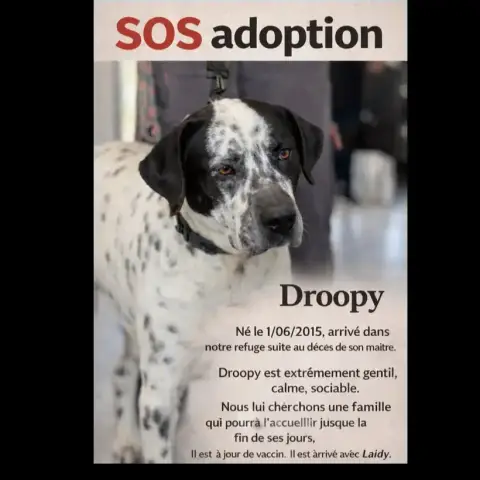 Droopy