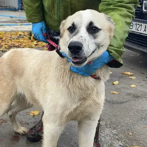 Amaretto