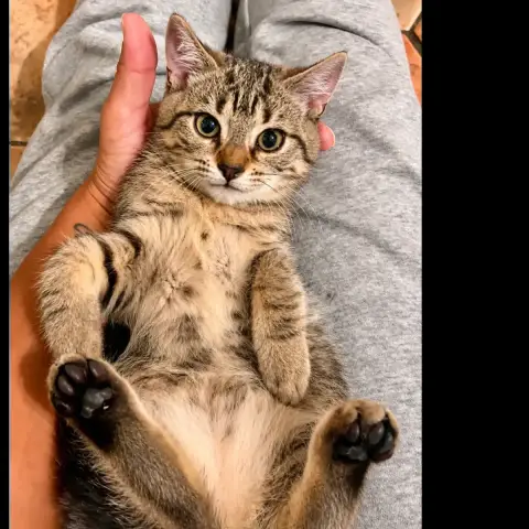 Bisou