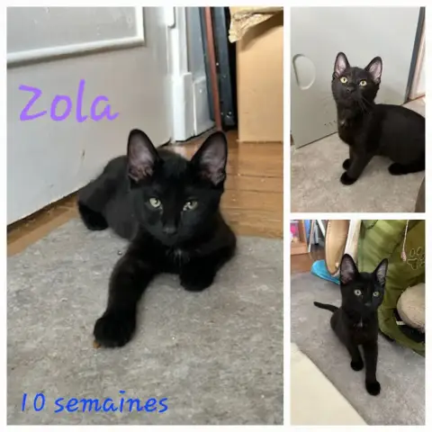 Zola
