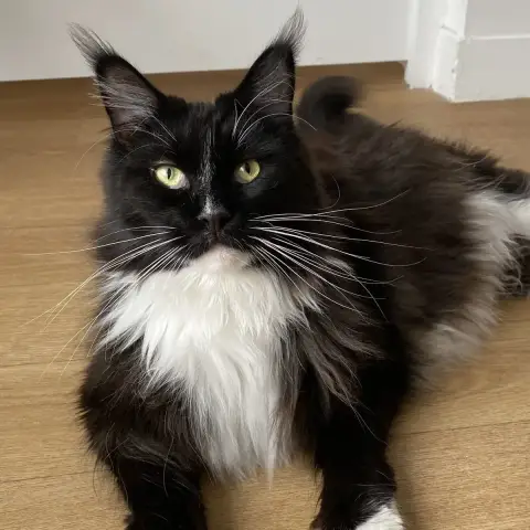 Ulila