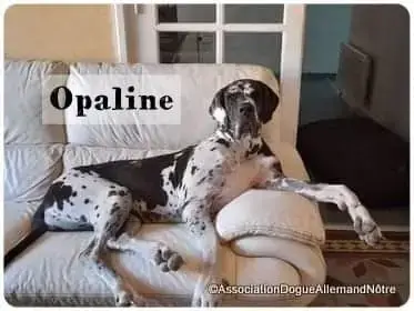 Opaline