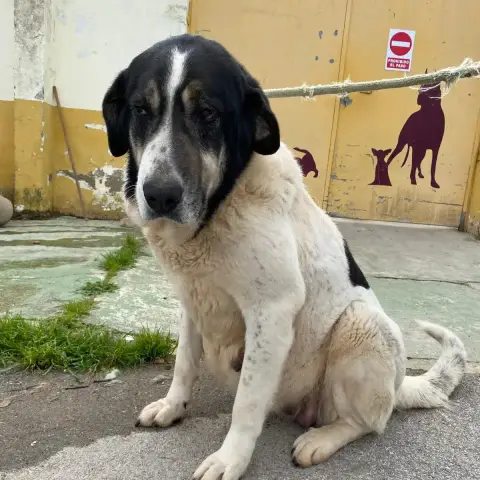 Laya photo 2