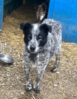 Zuzu Urgence Senior
