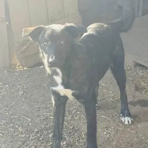 Zora