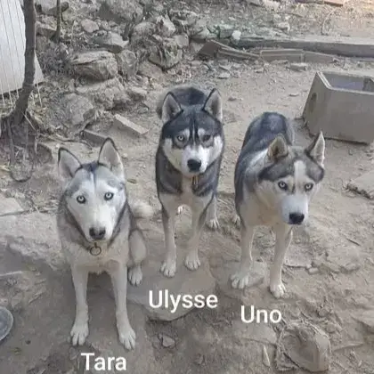 Tara