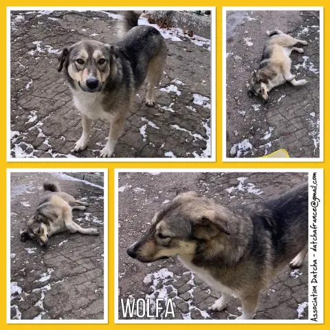 Wolfa
