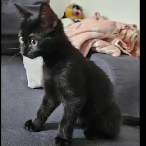 Moka